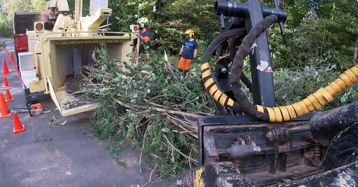 How to Find an Affordable Tree Service in Western North Carolina