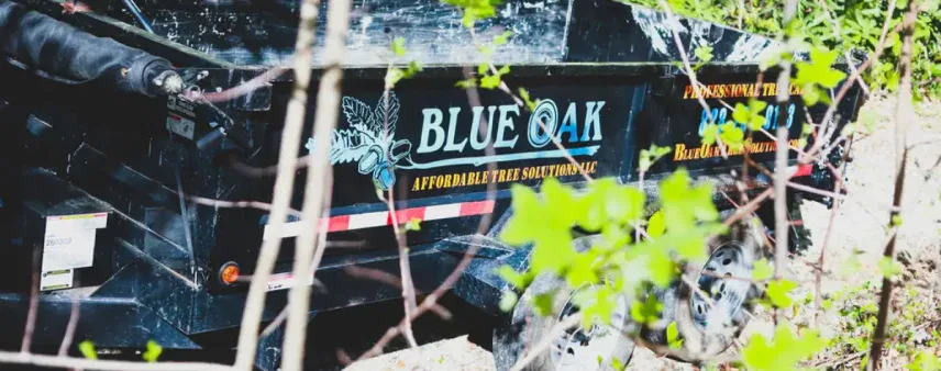 How to Choose the Right Tree Service Company for Your Tree Job in Western North Carolina