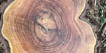 Stump Grinding & Removal