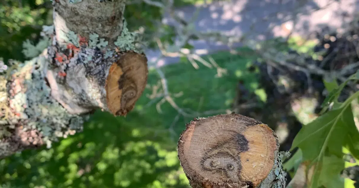 Tree Trimming & Pruning in Western North Carolina