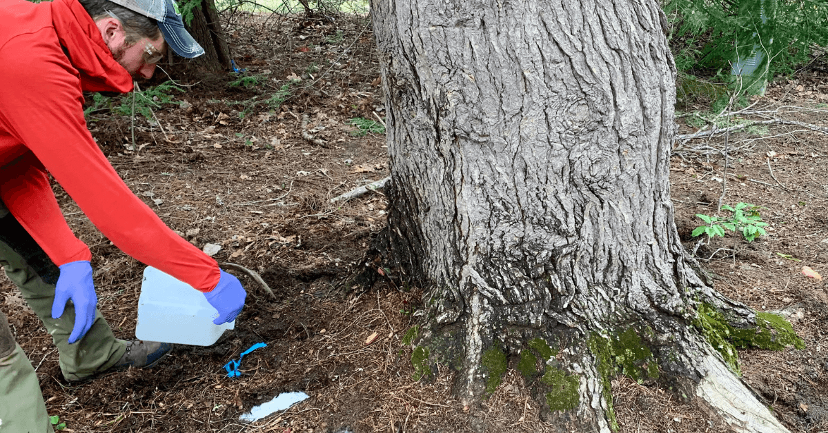 Tree Health Care in Western North Carolina