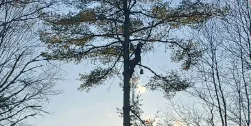 Tree Trimming & Pruning