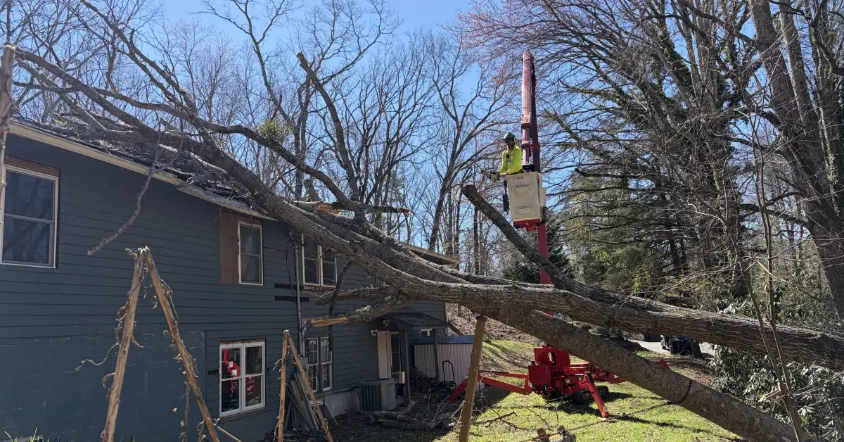 Emergency Tree Service in Western North Carolina