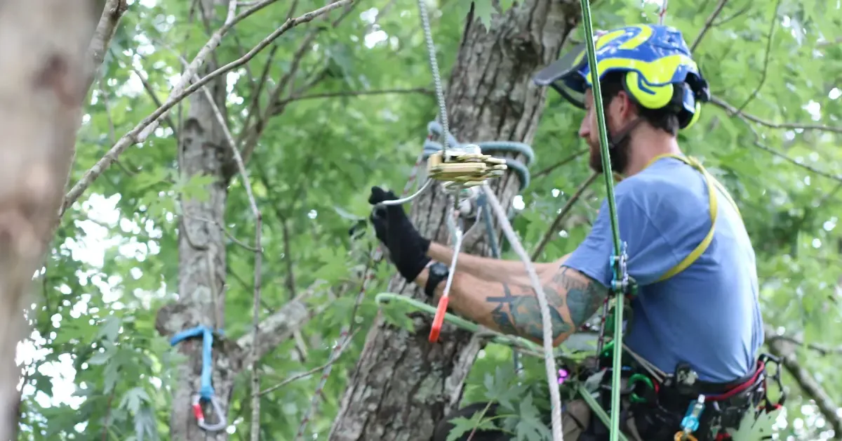 Tree Cabling Services in Western North Carolina