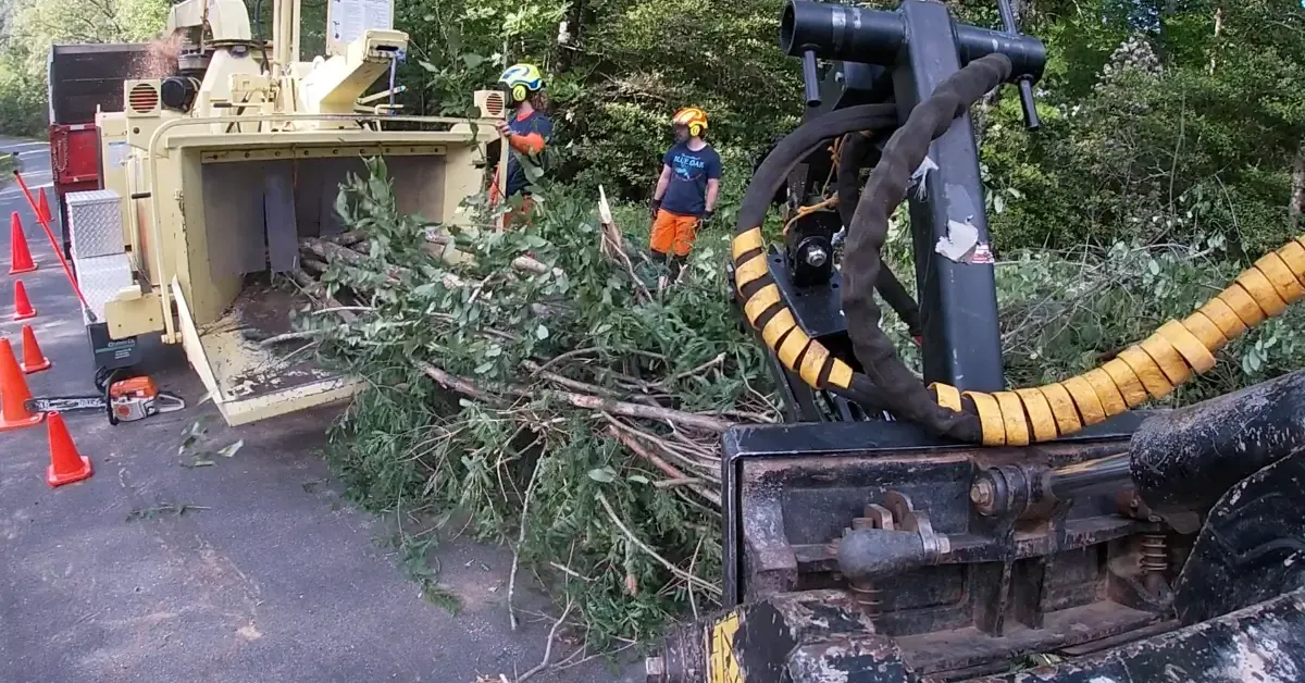 How to Find an Affordable Tree Service in Western North Carolina