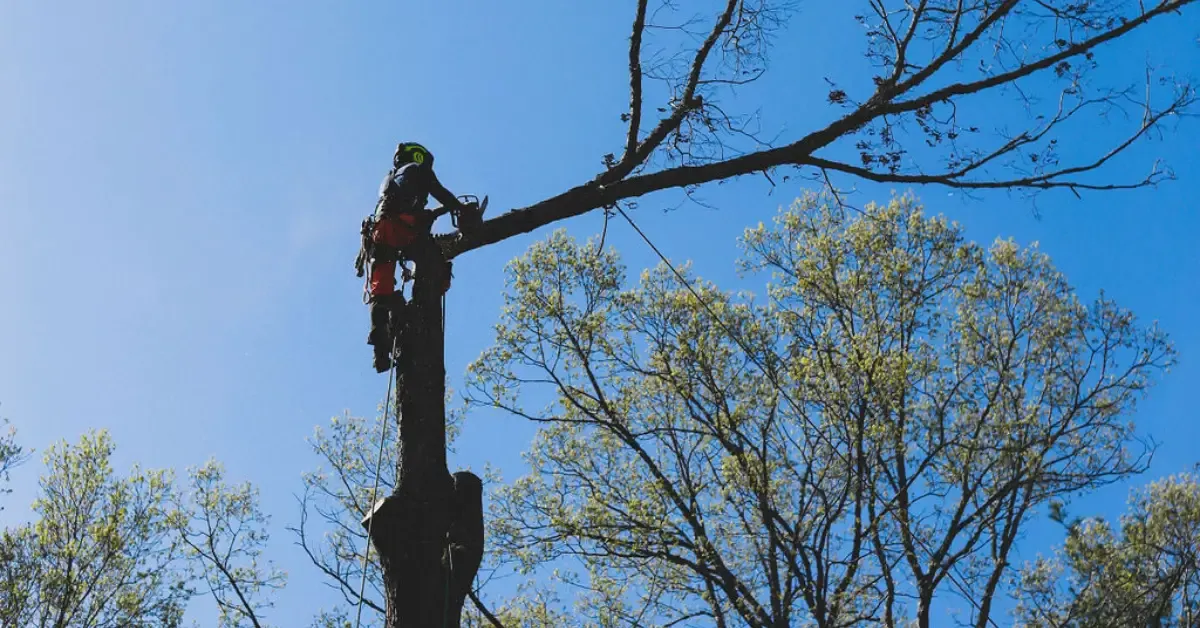 Tree Removal Services in Western North Carolina