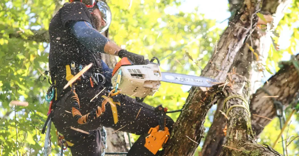 24/7 Emergency Tree Service in Western North Carolina