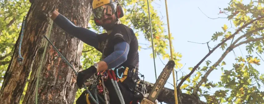 How to Find the Best Tree Service Near Me in Western North Carolina