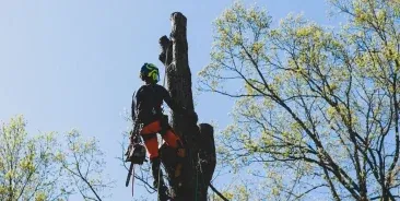 ISA Certified Arborist: