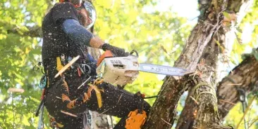 Tree Removal