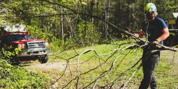 Tree Trimming & Pruning