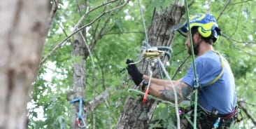 Tree Cabling