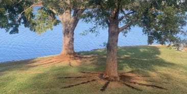Tree Health Care