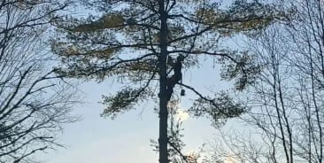 Tree Trimming & Pruning