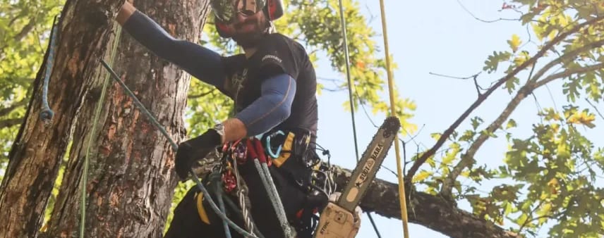 Arborist in a yellow hard hat and harness climbing the trunk of a large mature tree, the type of tree whose root system benefits from a ring of organic mulch