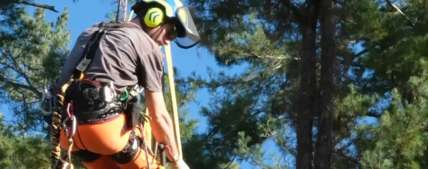 Arborist in full safety gear ascending a tall green conifer on ropes, carrying out the canopy care and tree-health treatments such as fertilization